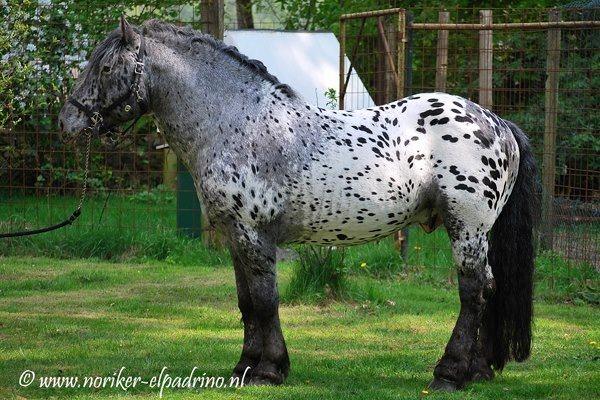 Noriker Horses / Norico-Pinzgauer Horses